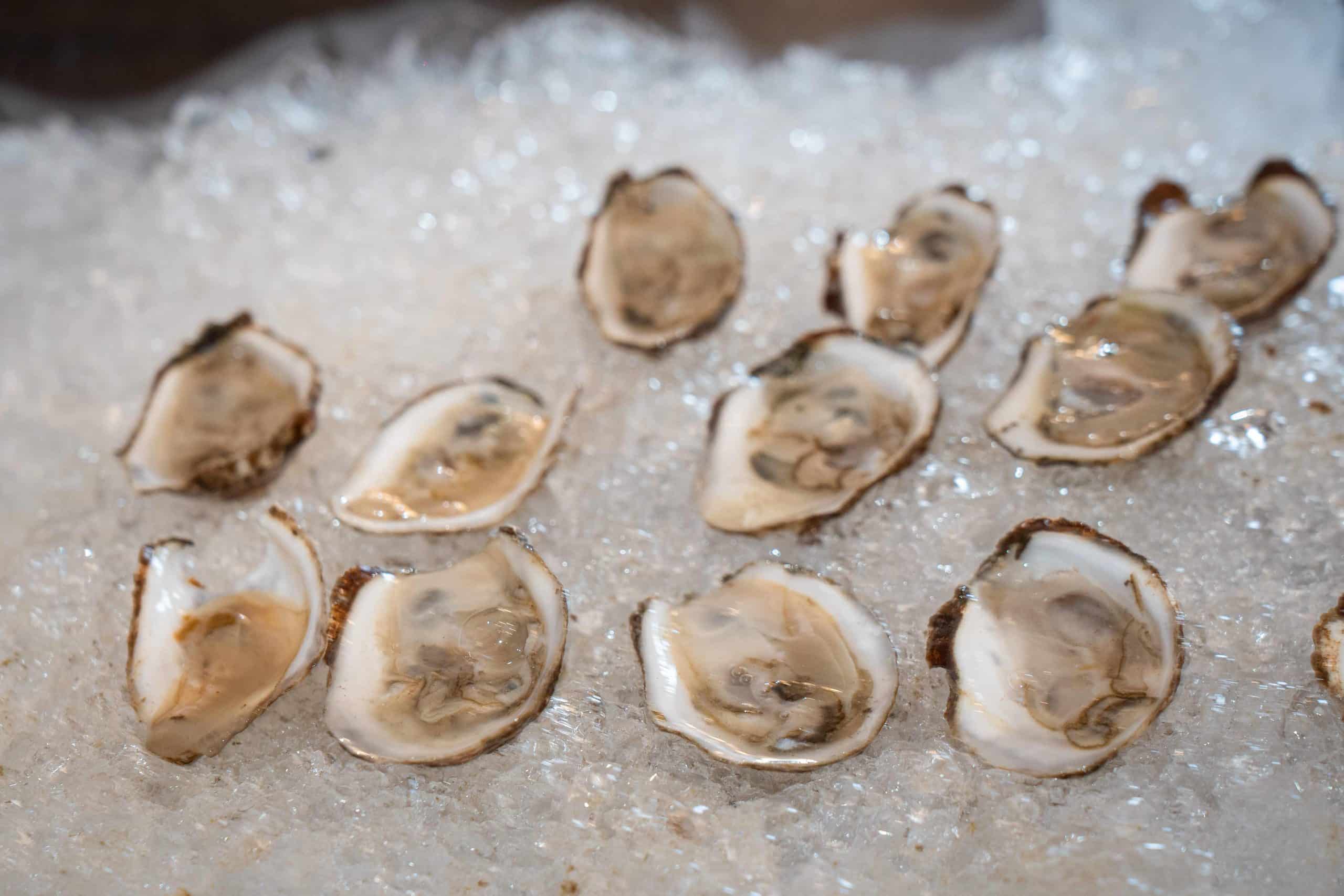 raw oysters on ice
